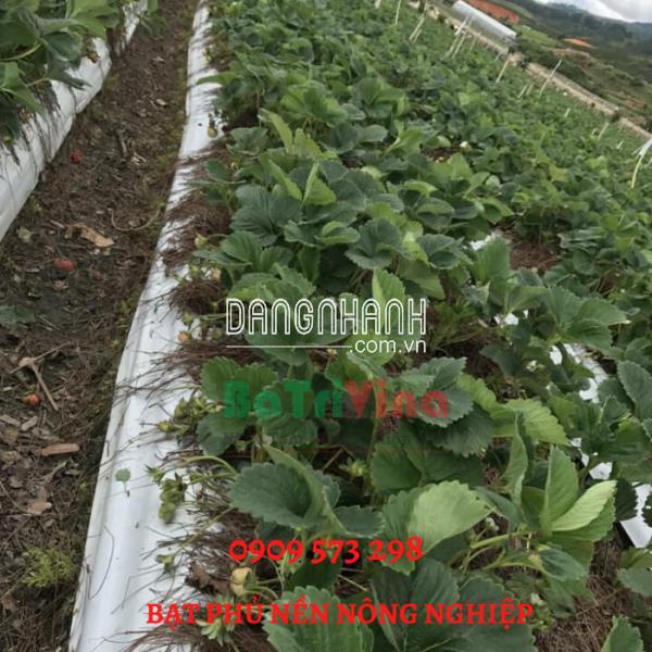 Đinh Ghim bạt phủ (kg)