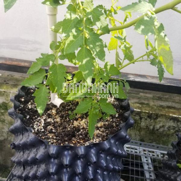 Cà chua bi lùn vàng Yellow Choice - Combo 5 hạt