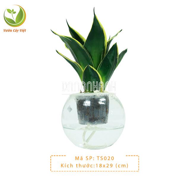 Cây Lưỡi Hổ Thái thuỷ sinh