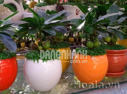 cây may mắn để bàn