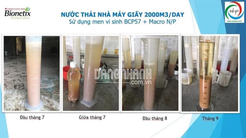 men vi sinh BCP57 xử lý nước thải giấy,bột giấy