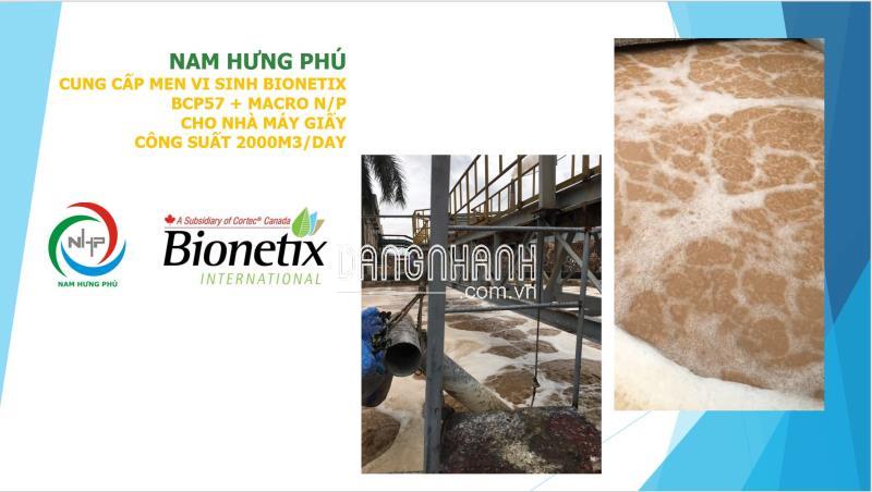 men vi sinh BCP57 xử lý nước thải giấy,bột giấy