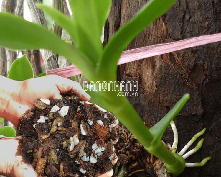 Hỗn Hợp Trồng Hoa Lan
