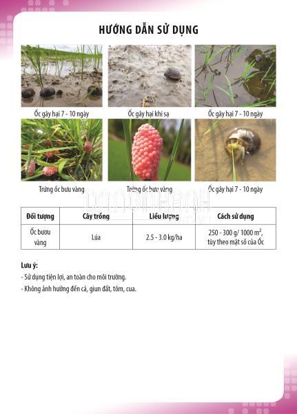 Phòng trừ ốc bưu vàng gây hại