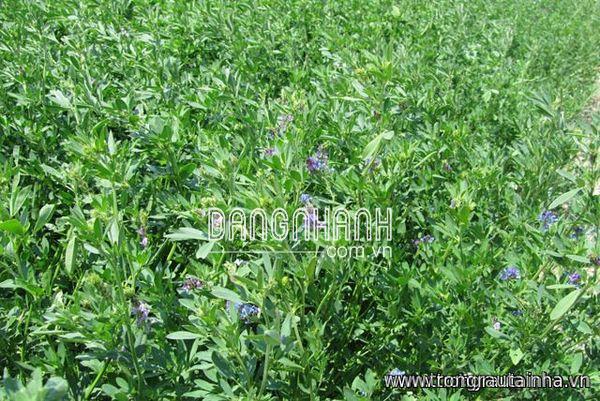 Hạt giống cỏ ALAFALFA Linh Lăng (Cỏ Chăn Nuôi)