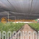 LƯỚI CHE NẮNG THÁI LAN