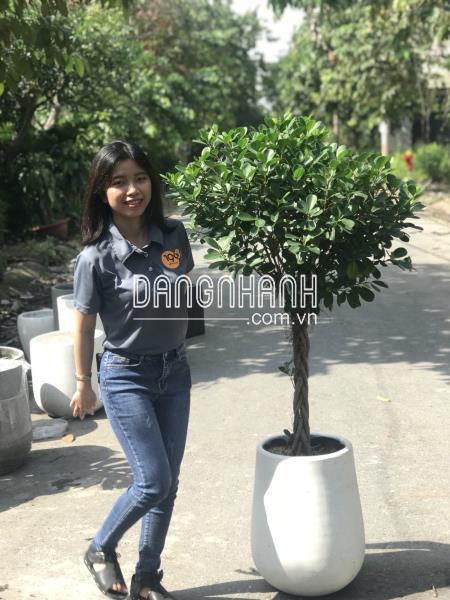 Chậu Đá Mài Giọt Nước 30x50cm