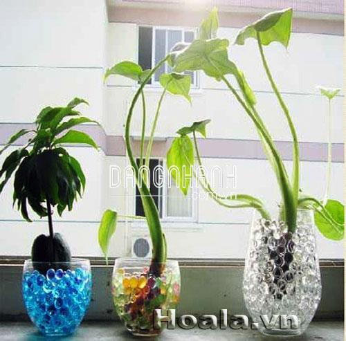 Giá thể thủy sinh