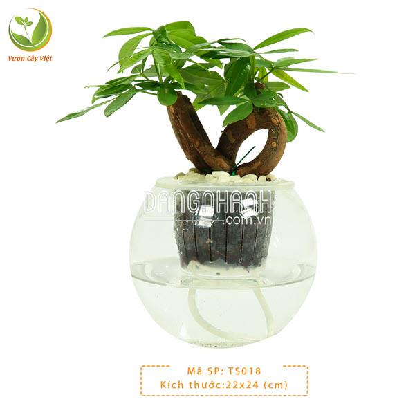 Cây Kim Ngân Tim thuỷ sinh