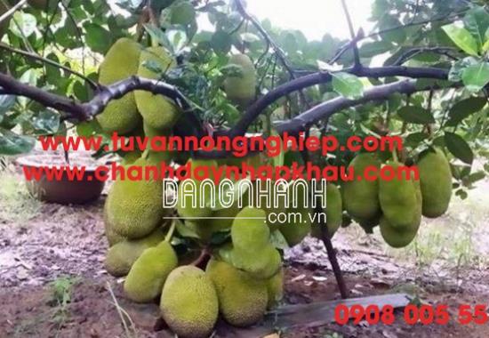 MÍT NGHỆ CHANGAI