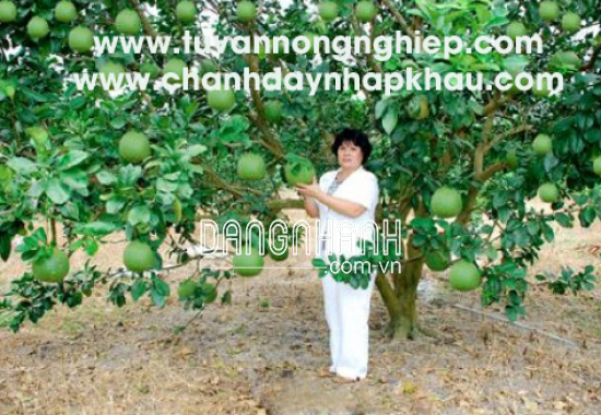BƯỞI DA XANH