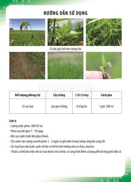 Quản lý cỏ lúa gây hại