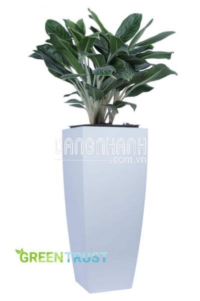 Cây bạch mã hoàng tử có độc không?