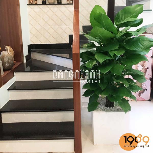 Chậu Đá Mài Vuông 37cm