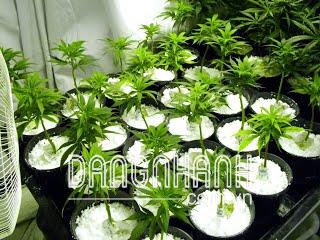 Đá trân châu Perlite