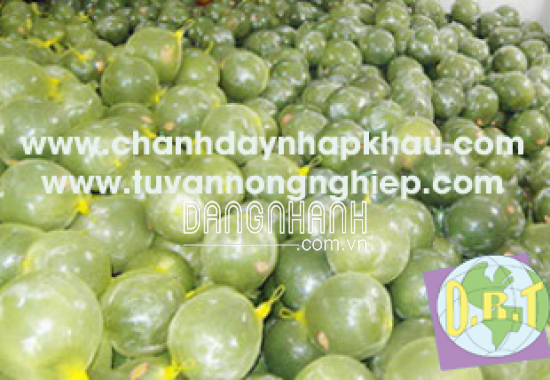 BƯỞI DA XANH