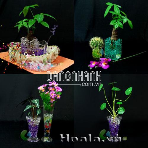 Giá thể thủy sinh