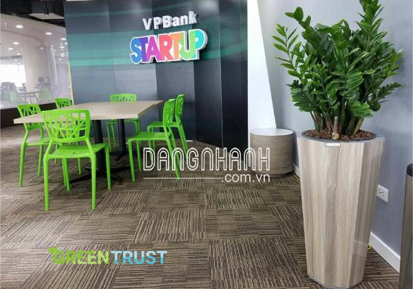 Cây Kim Tiền hợp mệnh gì?