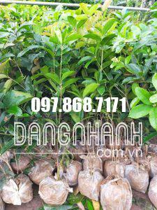 CÂY MỘC HƯƠNG