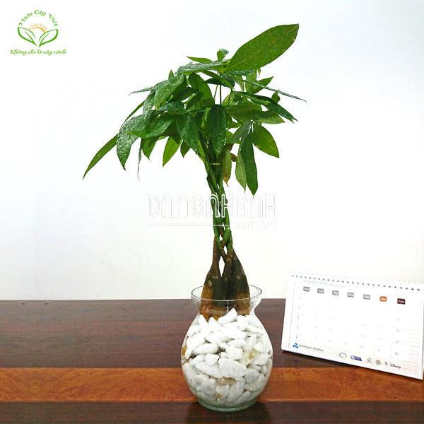 Cây Kim Ngân Bím thuỷ sinh