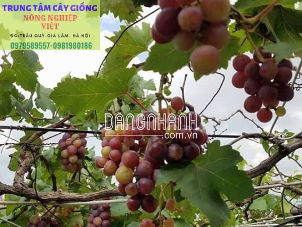 CÂY GIỐNG NHO NINH THUÂN
