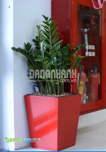 Cây Kim Tiền hợp mệnh gì?