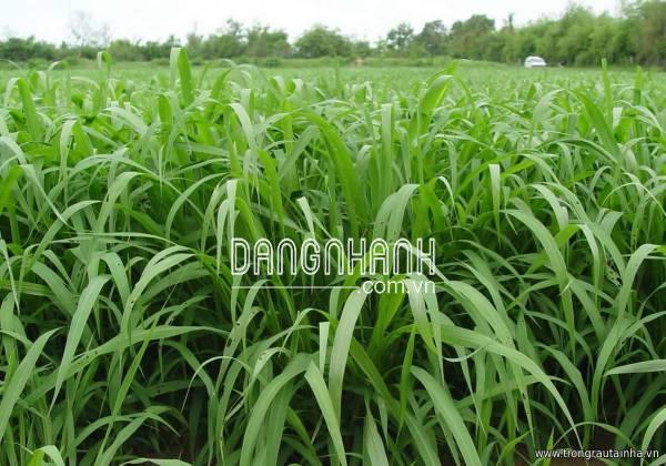 Hạt giống cỏ UBON PASPALUM chịu ngập (cỏ chăn nuôi)