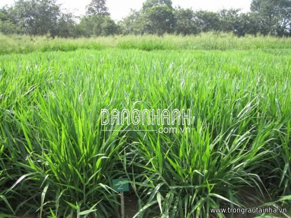 Hạt giống cỏ UBON PASPALUM chịu ngập (cỏ chăn nuôi)