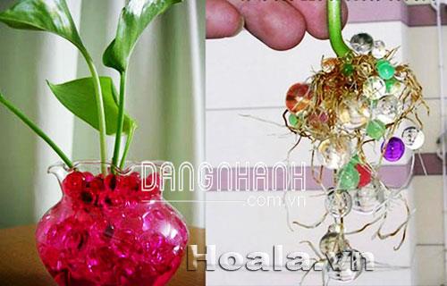 Giá thể thủy sinh