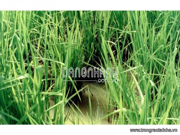 Hạt giống cỏ UBON PASPALUM chịu ngập (cỏ chăn nuôi)