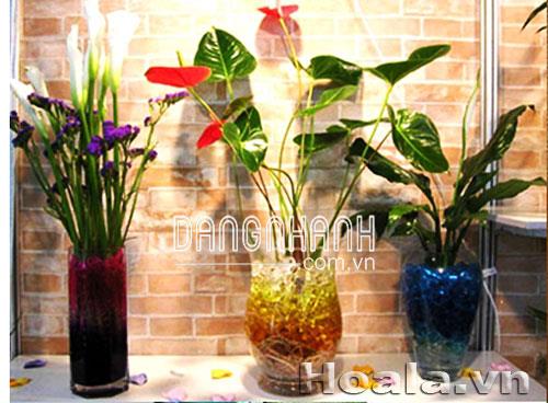 Giá thể thủy sinh