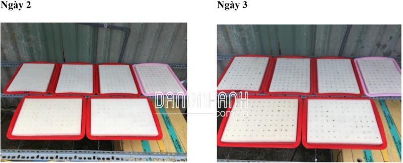 Giá thể mút xốp vuông d35 x r35 x c25 - 56 viên/tấm