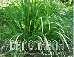 Hạt Giống Cỏ Mombasa Ghine, cỏ ghine , cỏ Ghinê (Cỏ chăn nuôi)