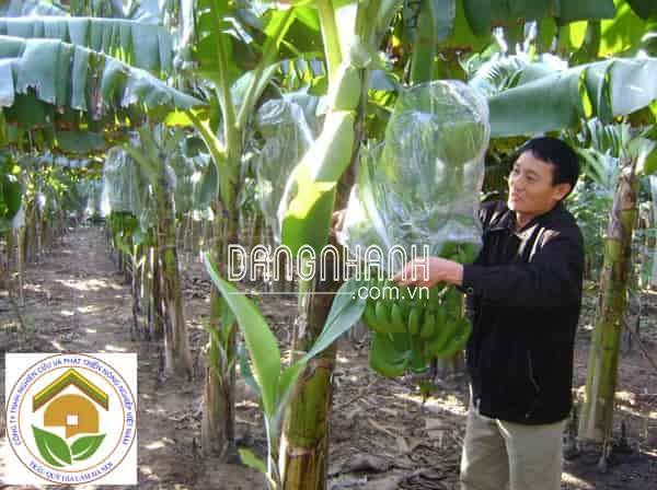 CÂY GIỐNG CHUỐI TIÊU HỒNG