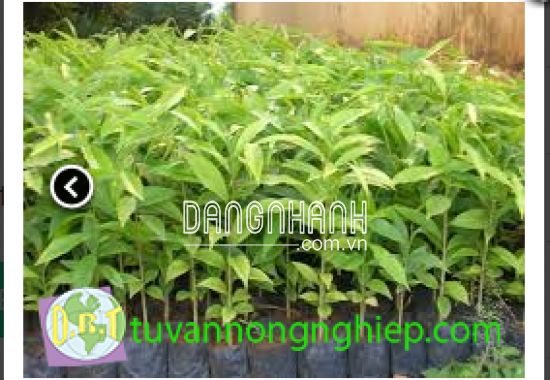 CÂY TRẦM HƯƠNG