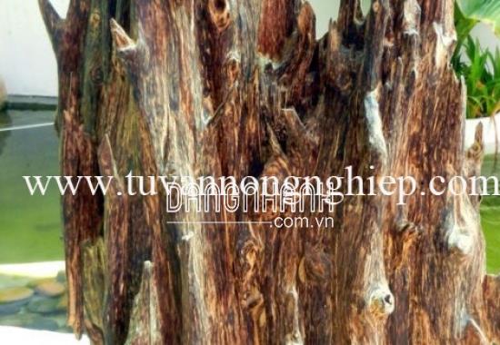 CÂY TRẦM HƯƠNG
