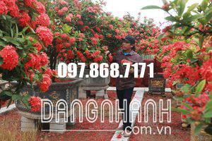 CÂY HOA MẪU ĐƠN