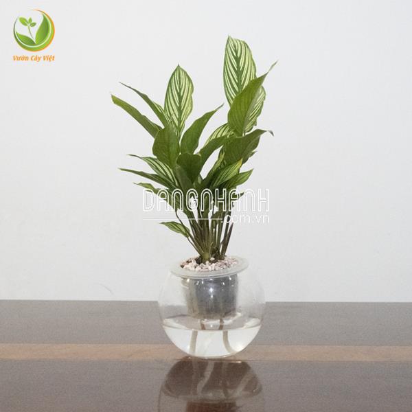 Cây Đuôi Công Sọc trắng thủy sinh