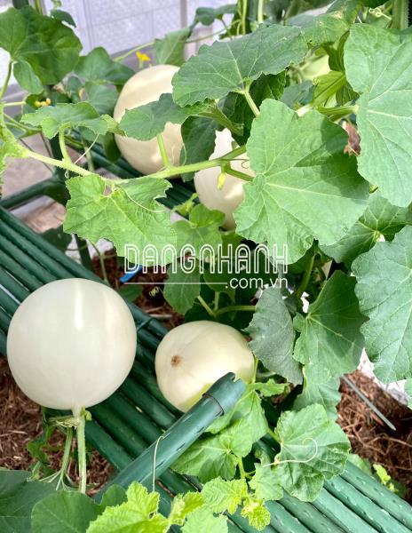 Dưa lê trắng Orange Pale F1 Hybird đậu quả tốt - Combo 10 hạt