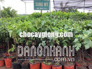 CÂY SUNG MỸ F1