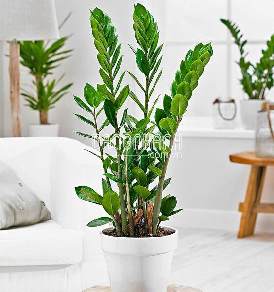 CÂY KIM TIỀN ĐỂ SÀN