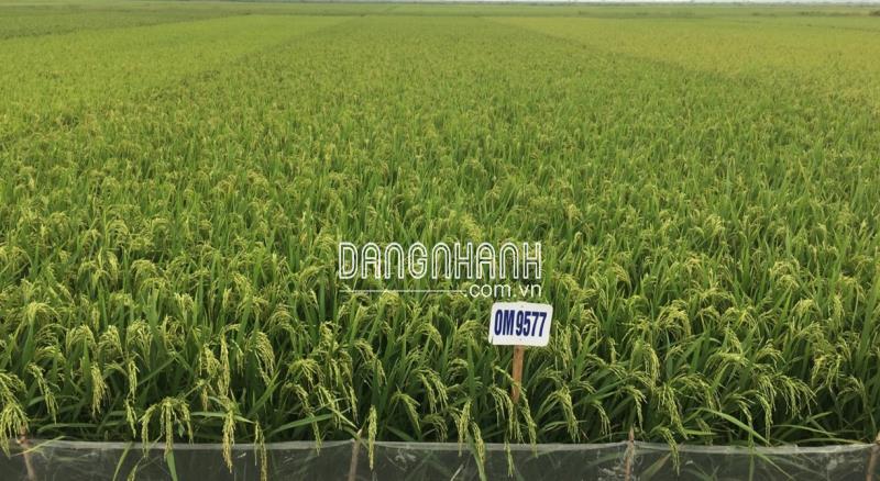 GIỐNG LÚA OM 9577