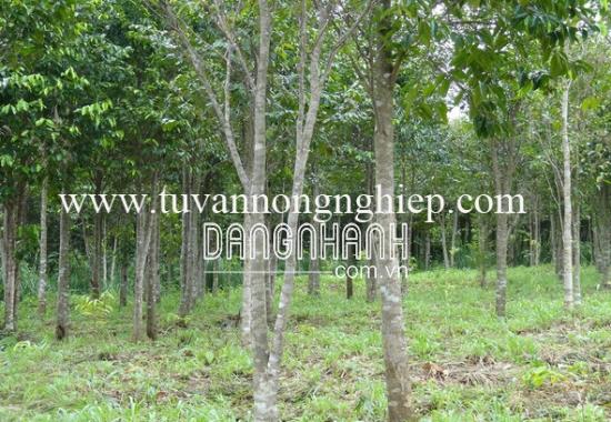 CÂY TRẦM HƯƠNG