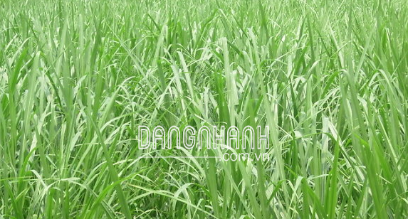 Hạt giống cỏ MULATO II (cỏ chăn nuôi)