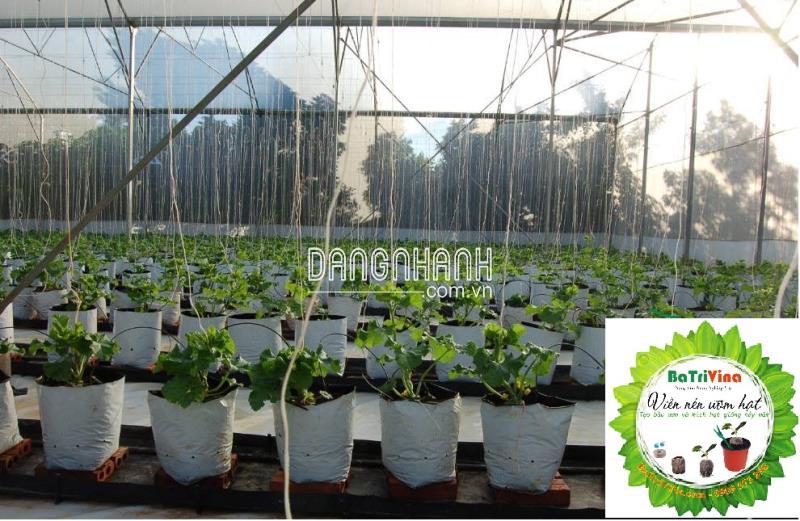 Túi PE 40 x 20 cm Trắng Đen (Kg)