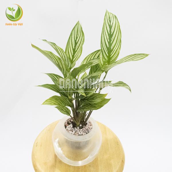 Cây Đuôi Công Sọc trắng thủy sinh