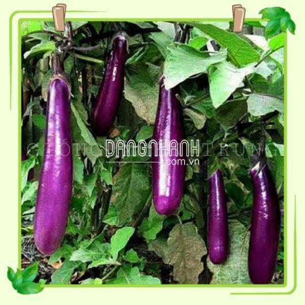 Hạt giống cà tím