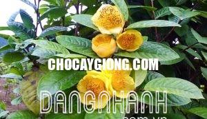 CÂY TRÀ HOA VÀNG