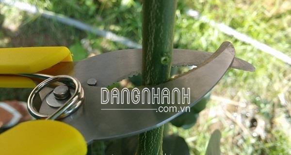 HM115-DCC - Kéo chiết cây, khoanh vỏ lưỡi răng cưa