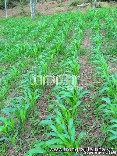 Hạt giống Cỏ Lai Sudan Super BMR (Cỏ cho chăn nuôi)